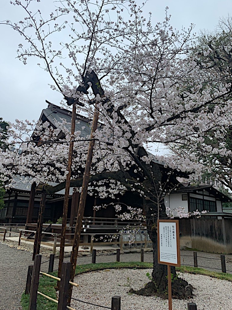 【超絶満開】やっと来れた！