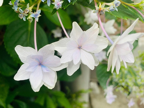 こういう紫陽花好き