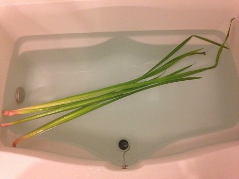 ちゃんとやったよ！