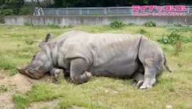 ココリコ田中が一番乗りたい動物