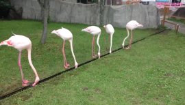 ++ゆぅ++ちゃんの2018/3/26 (月) 04:50のブログ