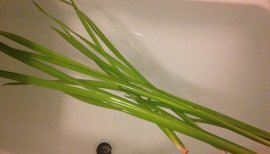 ++ゆぅ++ちゃんの2017/5/6 (土) 00:02のブログ