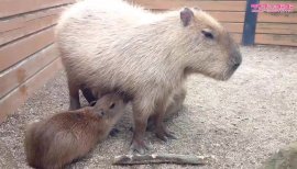 ++ゆぅ++ちゃんの2018/1/21 (日) 02:12のブログ