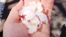 ++ゆぅ++ちゃんの2017/4/25 (火) 21:34のブログ