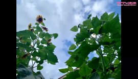 環境省『男も日傘差して！』