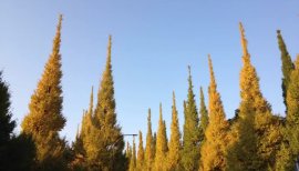 ++ゆぅ++ちゃんの2017/11/5 (日) 23:42のブログ