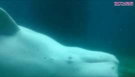 ++ゆぅ++ちゃんの2017/7/17 (月) 21:18のブログ