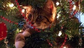 ひまわり..☆ちゃんの2017/12/25 (月) 05:51のブログ