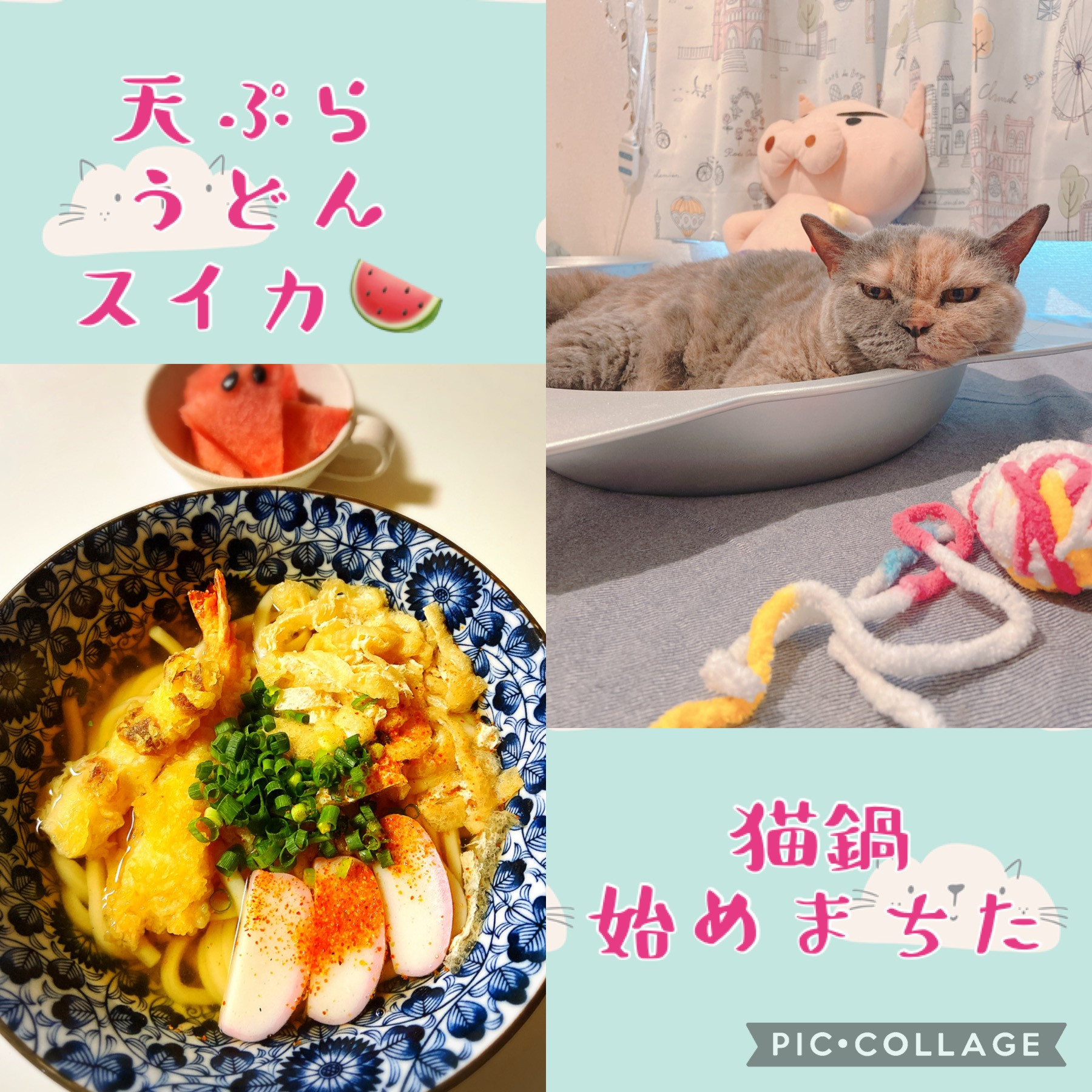 夜ごはん＆猫鍋（＾ω＾）