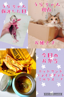 今日のお弁当&うらちゃん（＾ω＾）