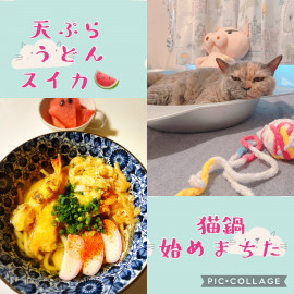 夜ごはん＆猫鍋（＾ω＾）