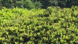 ナナシちゃんの2019/4/17 (水) 18:24のブログ