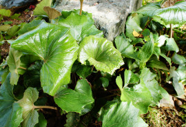 ナナシちゃんの2019/4/29 (月) 00:31のブログ