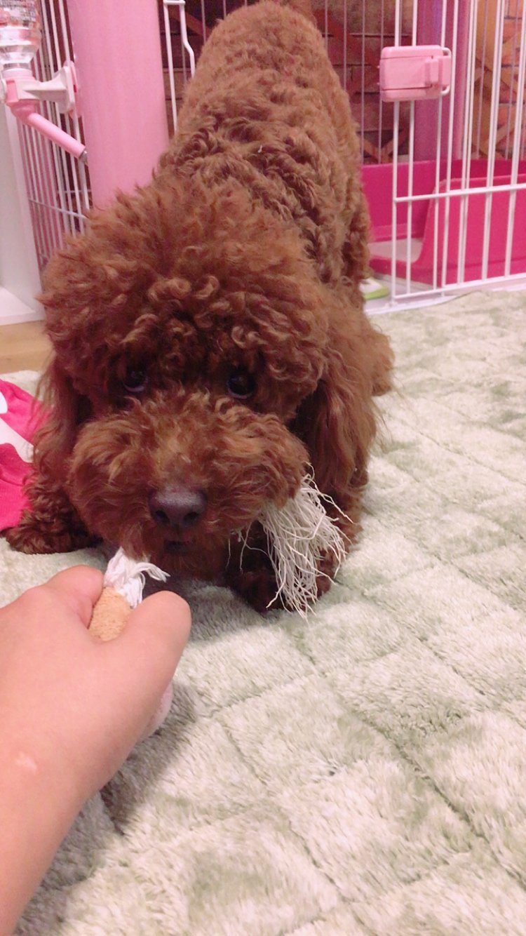 愛犬