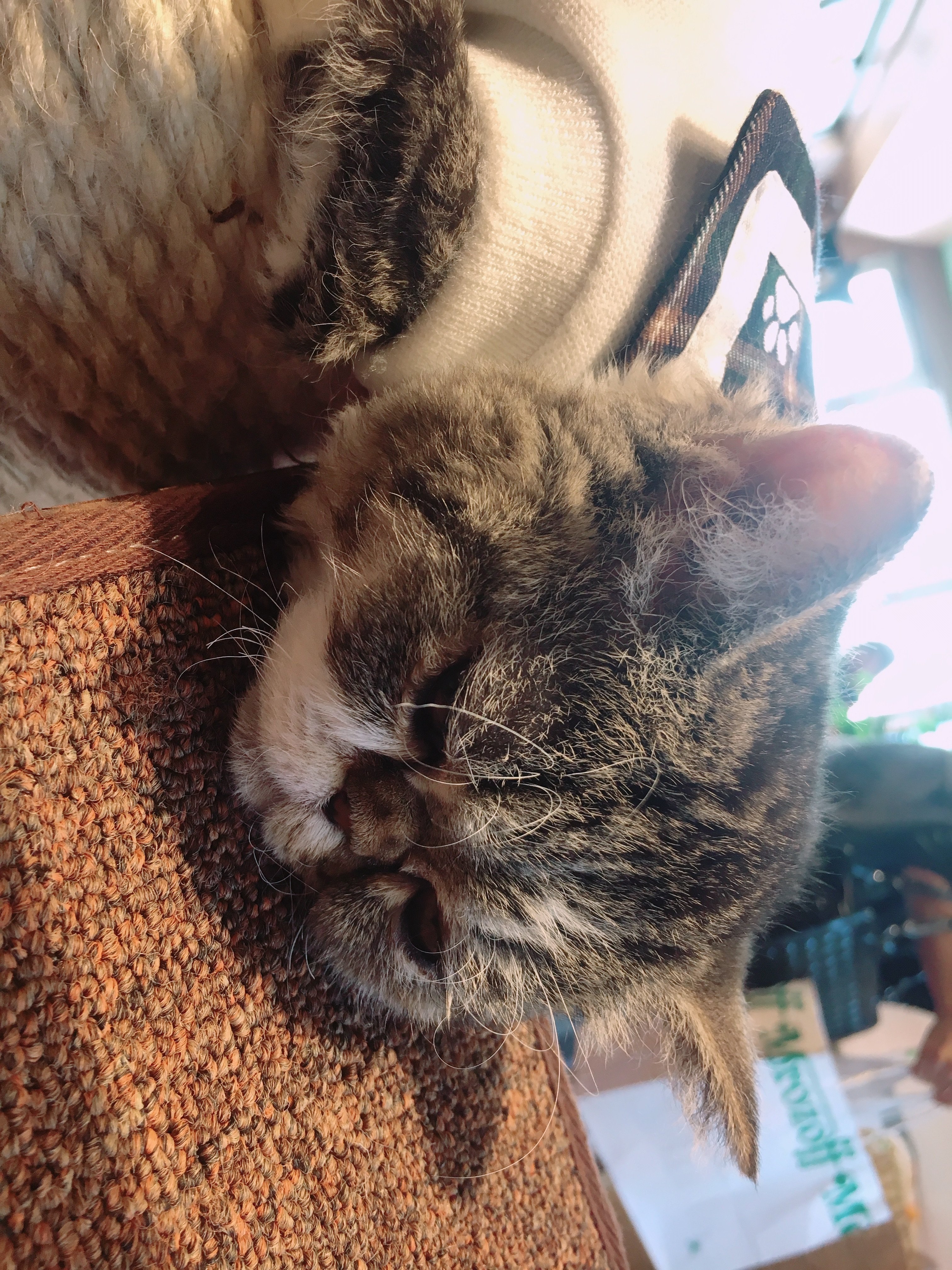 猫カフェ行ってきたよ〜