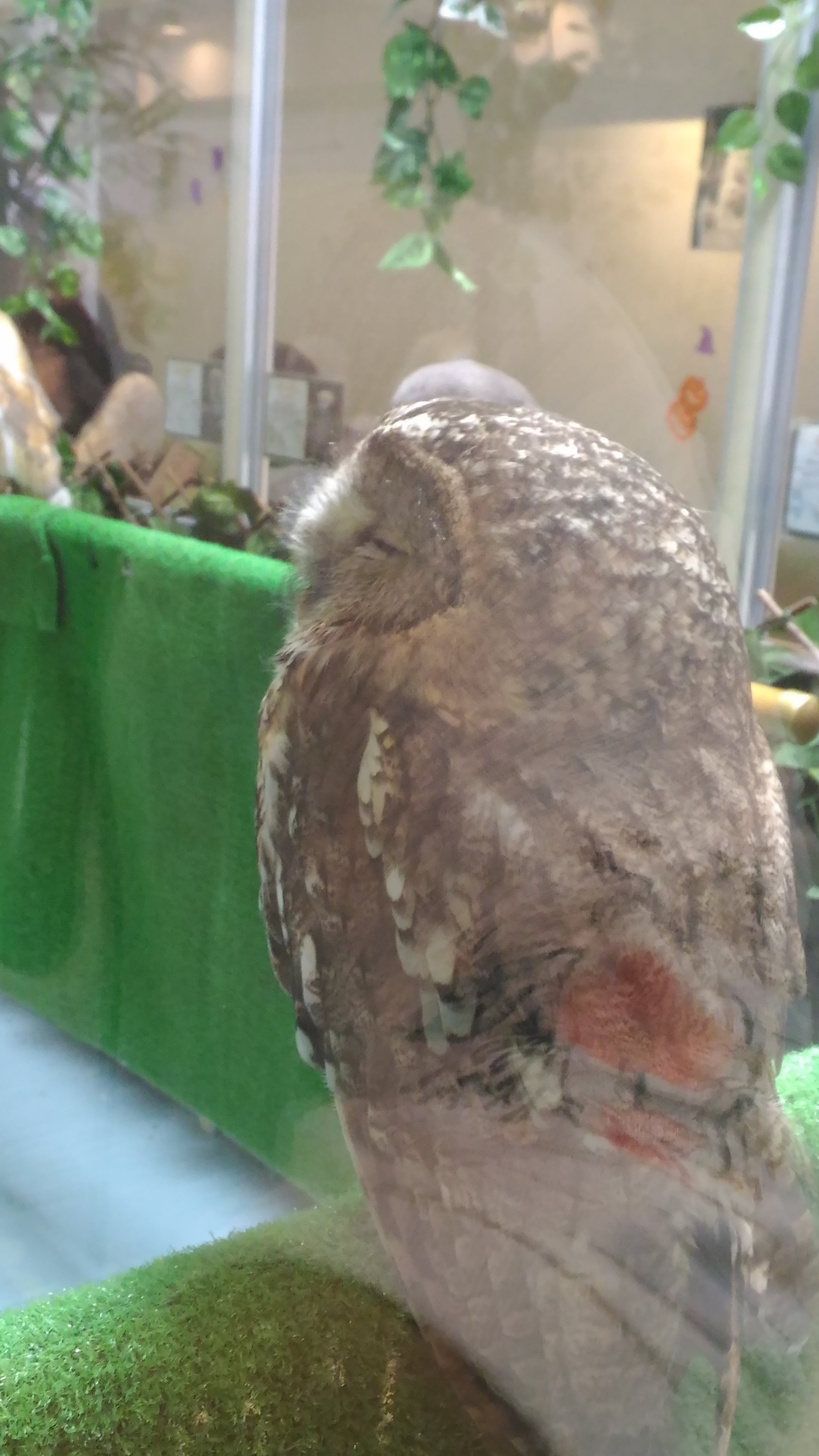 友達とフクロウカフェに！