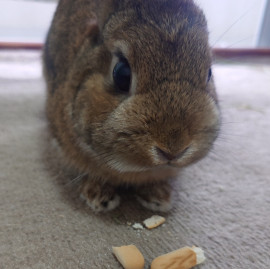 チョコちゃんの2025/5/28 (水) 18:17のブログ