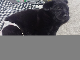 チョコちゃんの2025/6/16 (月) 04:45のブログ