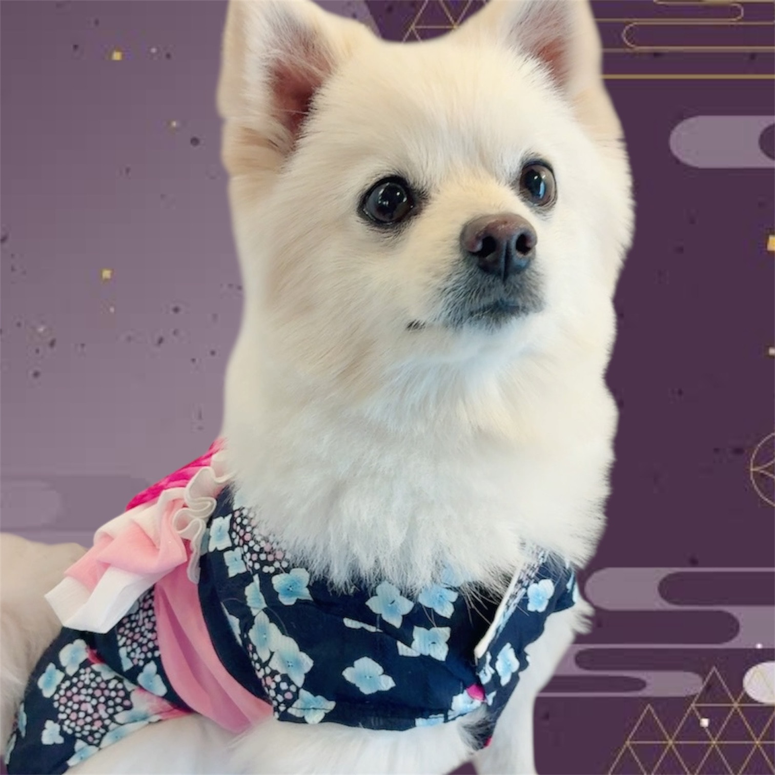 ゴーゴー花火大会♪
