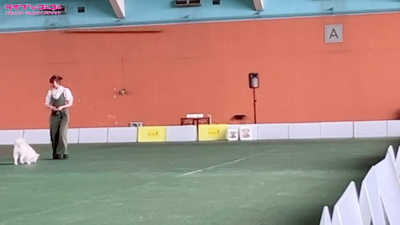 ドッグダンス♪