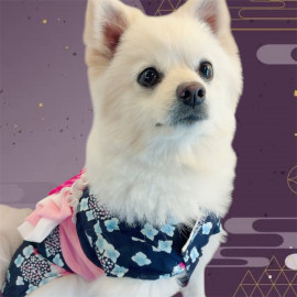 ゴーゴー花火大会♪