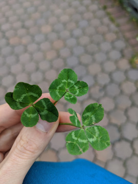 ぱかちゃんちゃんの2020/7/14 (火) 12:37のブログ