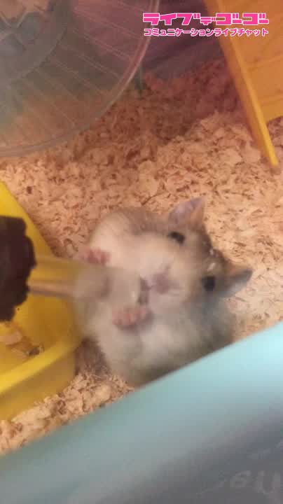 私のお部屋の宝物🐹💕