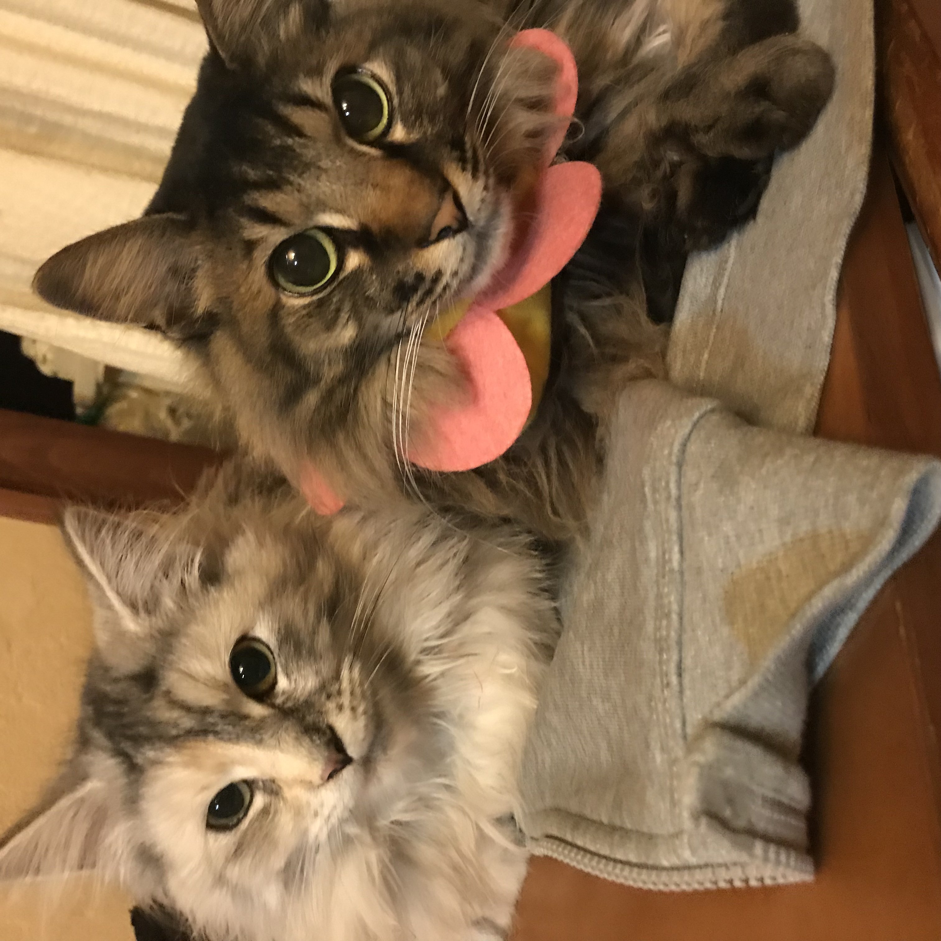 2/22ฅ^•ﻌ•^ฅ