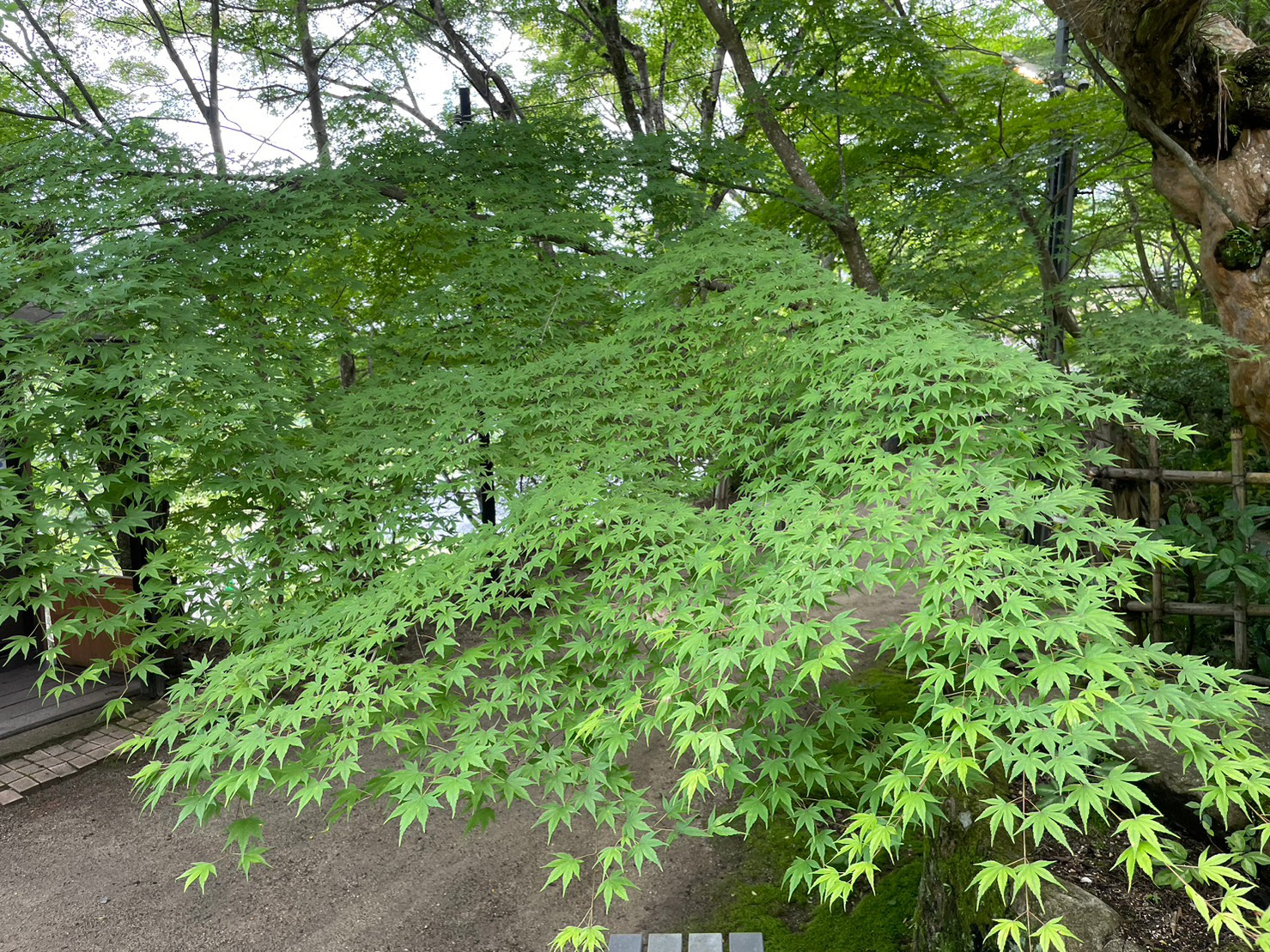 Wakabaちゃんの2025/1/20 (月) 12:41のブログ