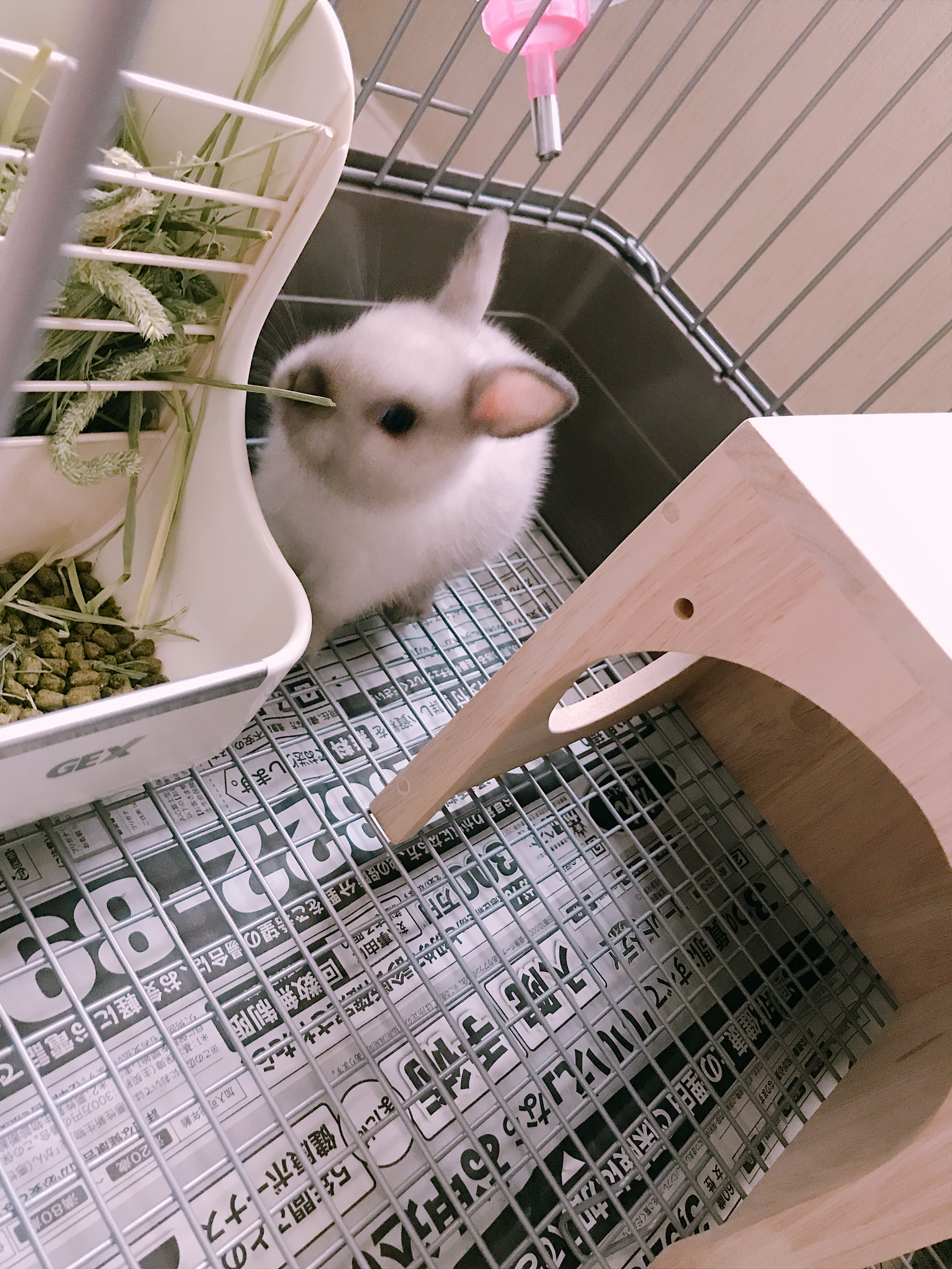 うさぎちゃん♪