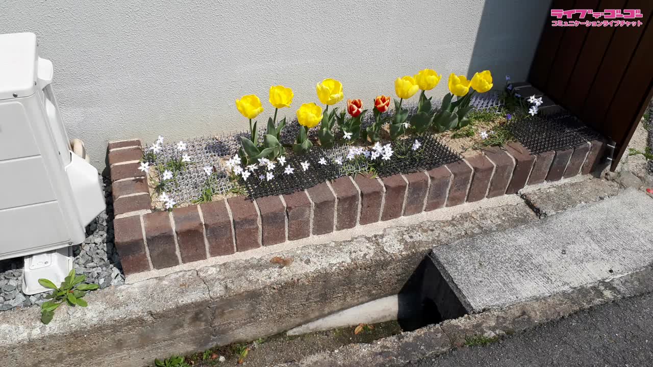 お家の近くで✿