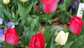 Chieちゃんの2018/3/20 (火) 14:32のブログ