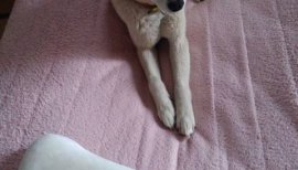 愛犬