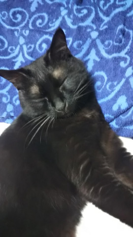 愛猫
