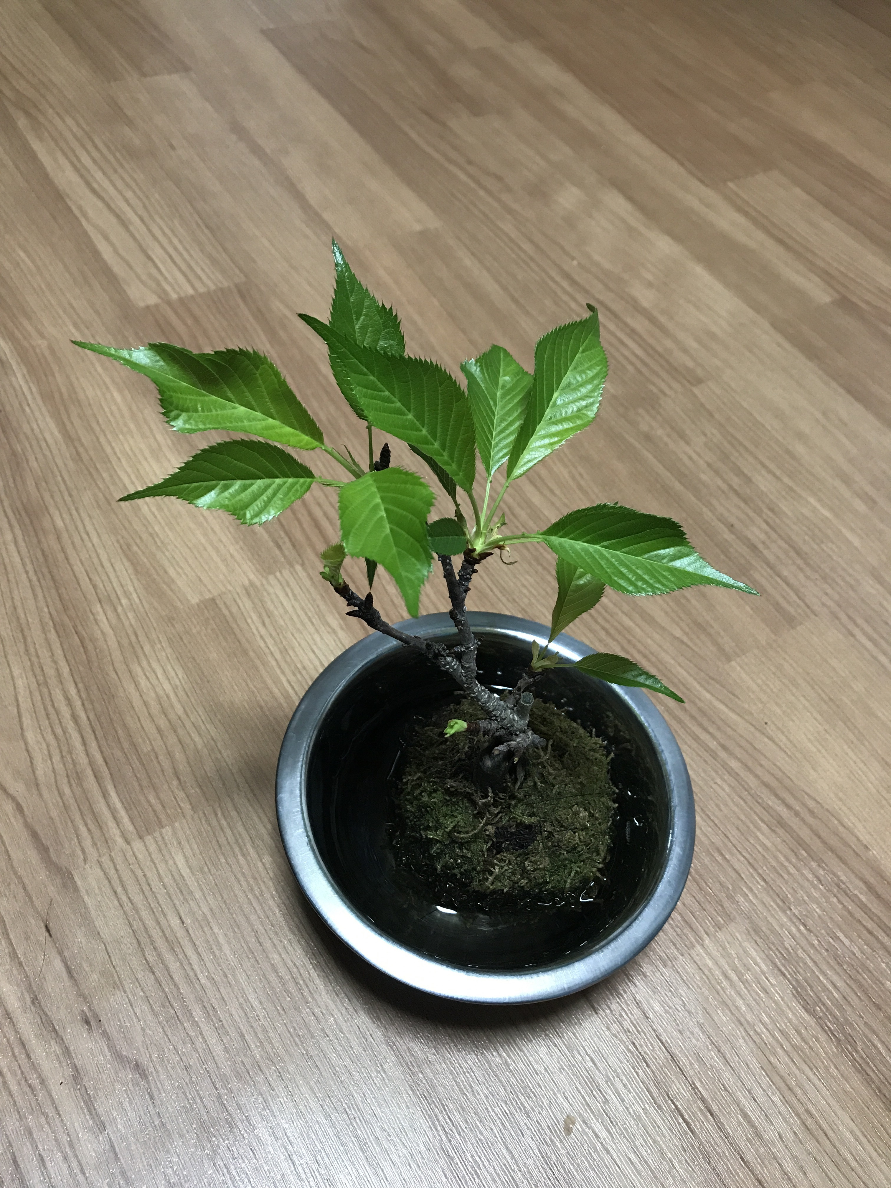 苔玉の給水が終わったら…。