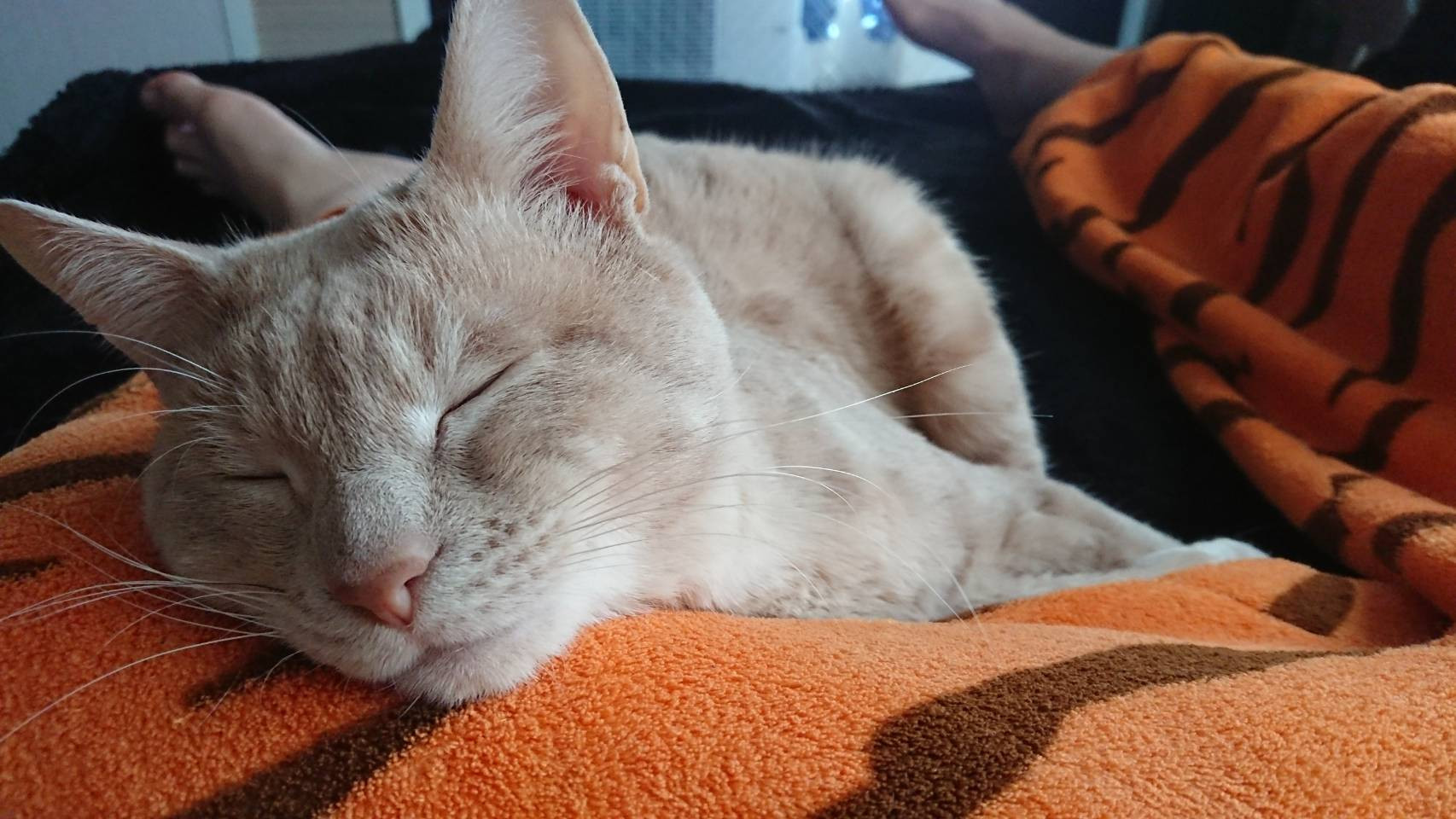 日付が変わってしまった………。