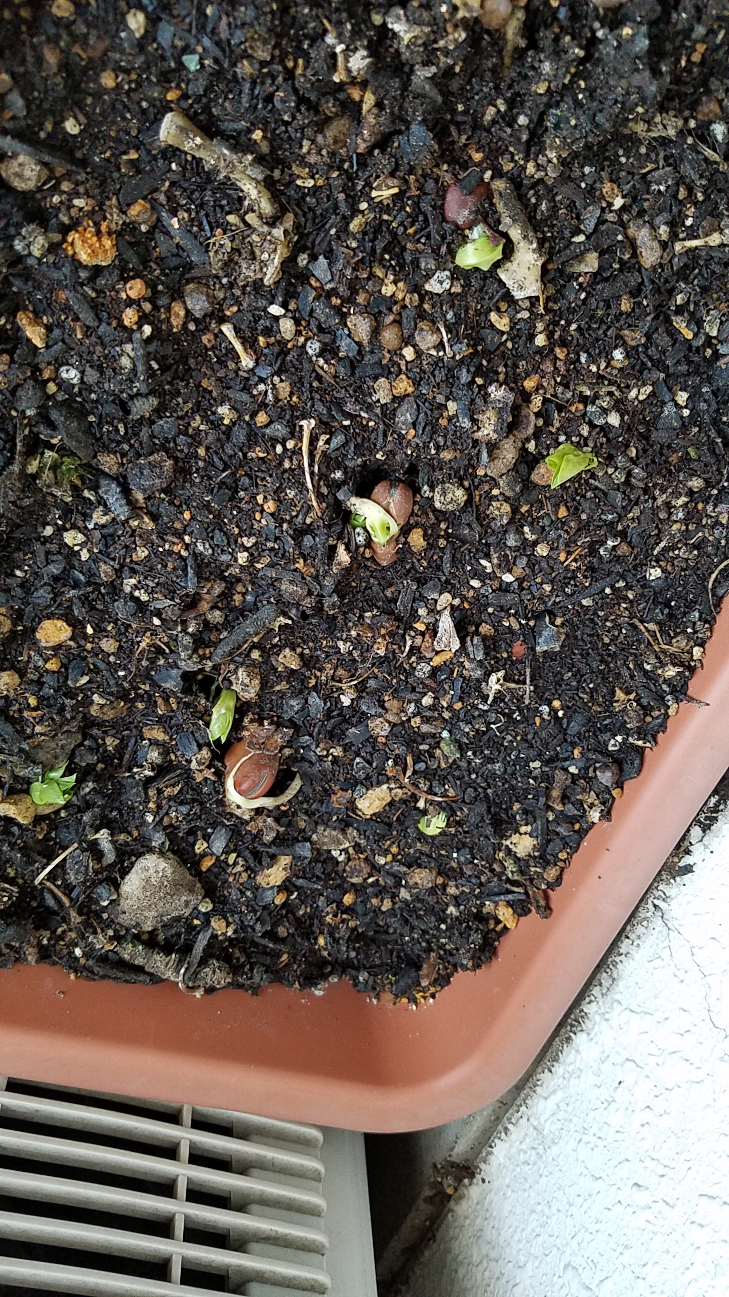 洗濯日和ですね。