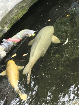 ヤタちゃんの2018/4/19 (木) 15:44のブログ