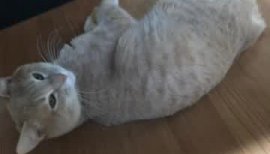 ヤタちゃんの2018/3/30 (金) 17:32のブログ