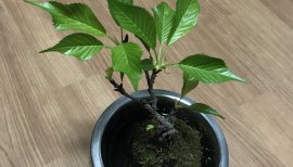 ヤタちゃんの2018/3/29 (木) 19:10のブログ