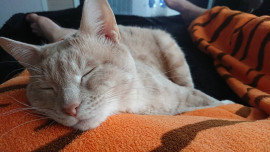 ヤタちゃんの2018/4/2 (月) 06:04のブログ