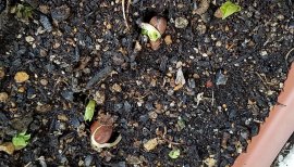 ヤタちゃんの2018/3/29 (木) 16:41のブログ