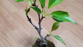 ヤタちゃんの2018/3/28 (水) 22:51のブログ