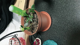 ヤタちゃんの2018/4/21 (土) 20:08のブログ