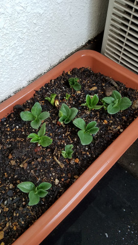 ヤタちゃんの2018/4/2 (月) 18:32のブログ