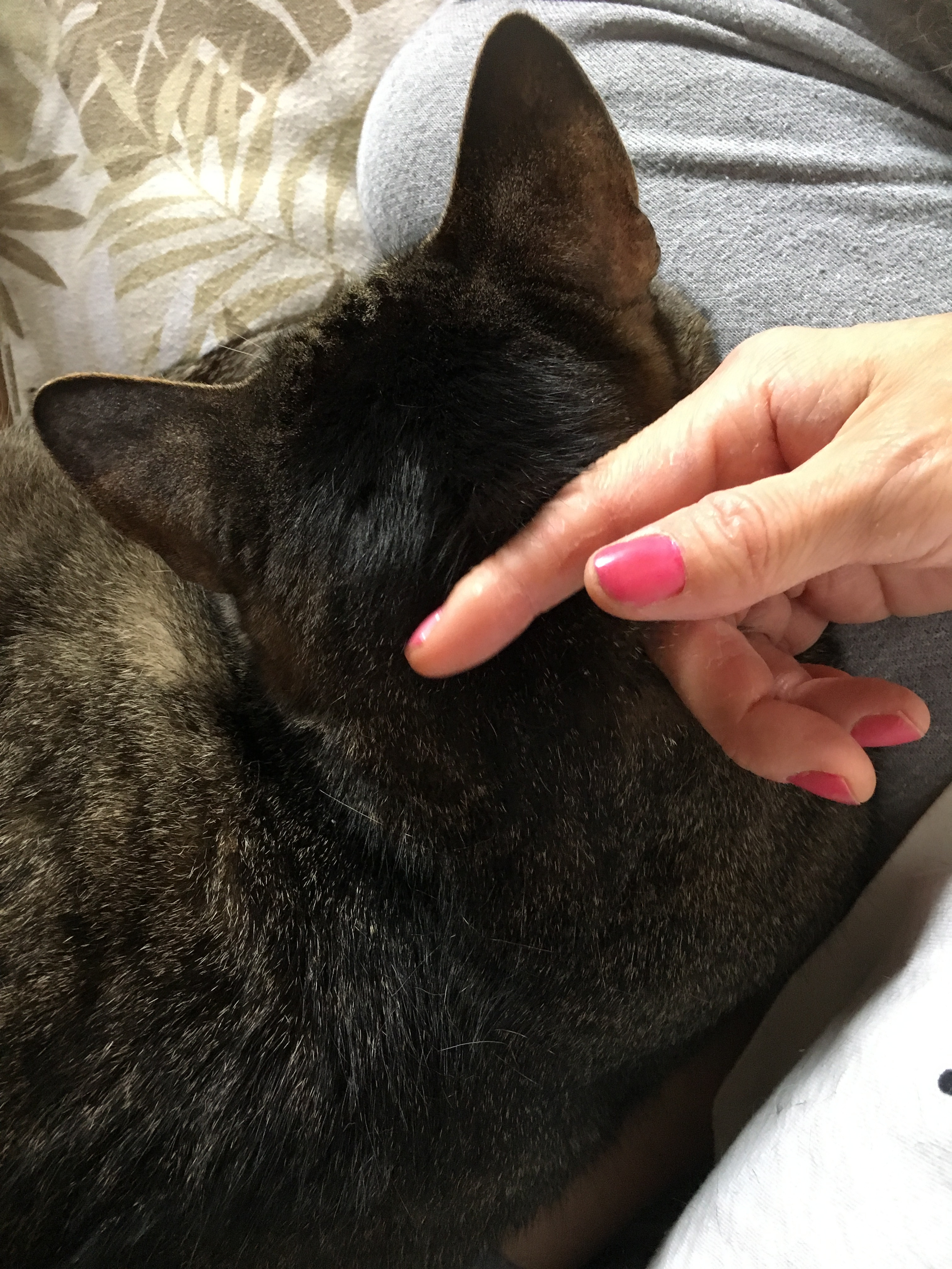 チャットばかりで猫寂しがり〜(_ _)