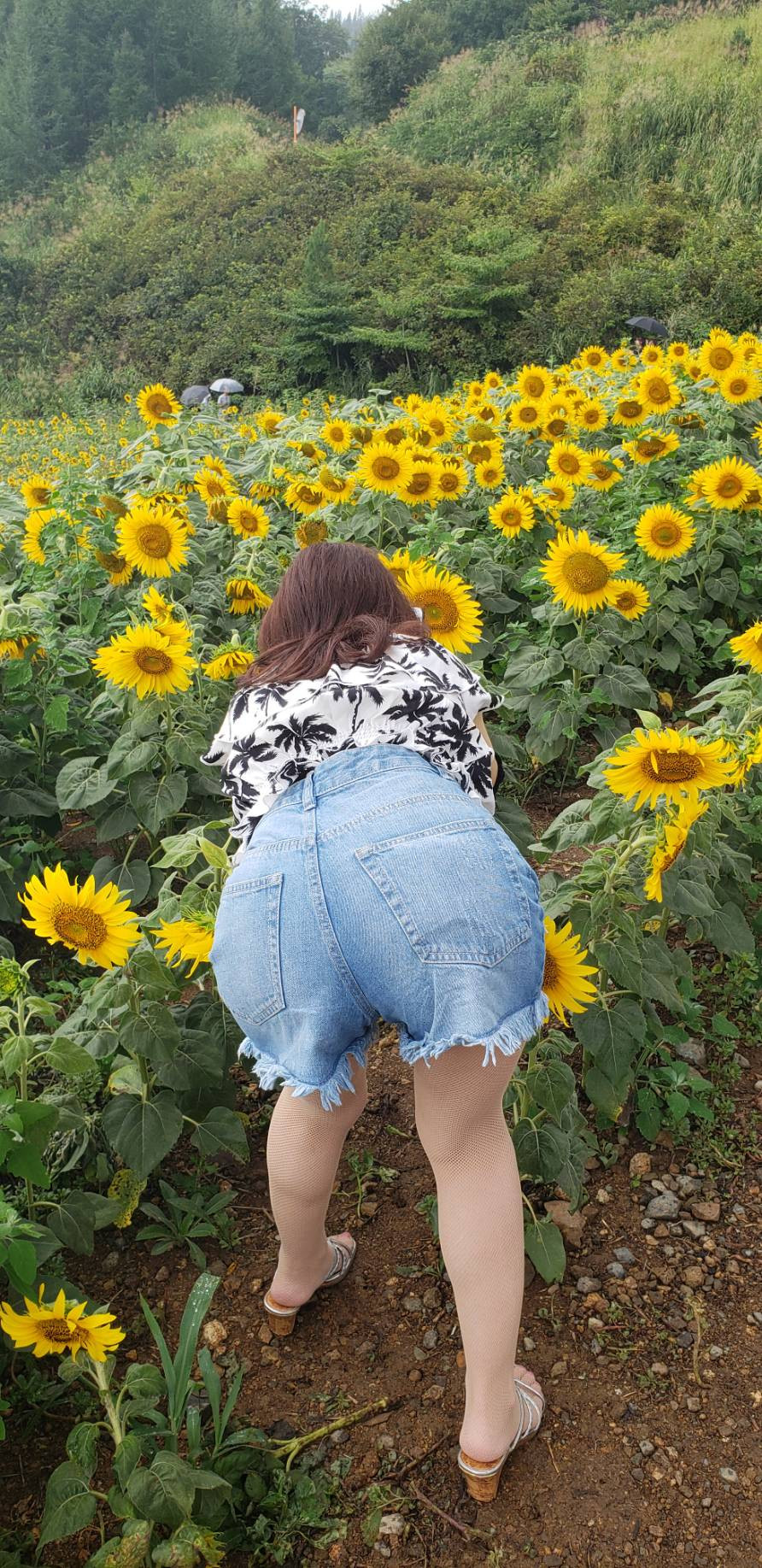 ヒマワリ?の元気なパワーをお裾分け！