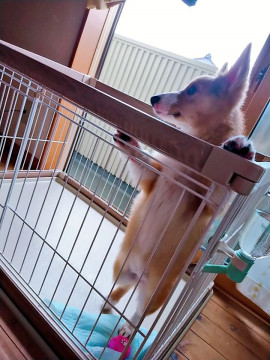 ﻿◎ぺこ◎ちゃんの2018/6/29 (金) 13:55のブログ