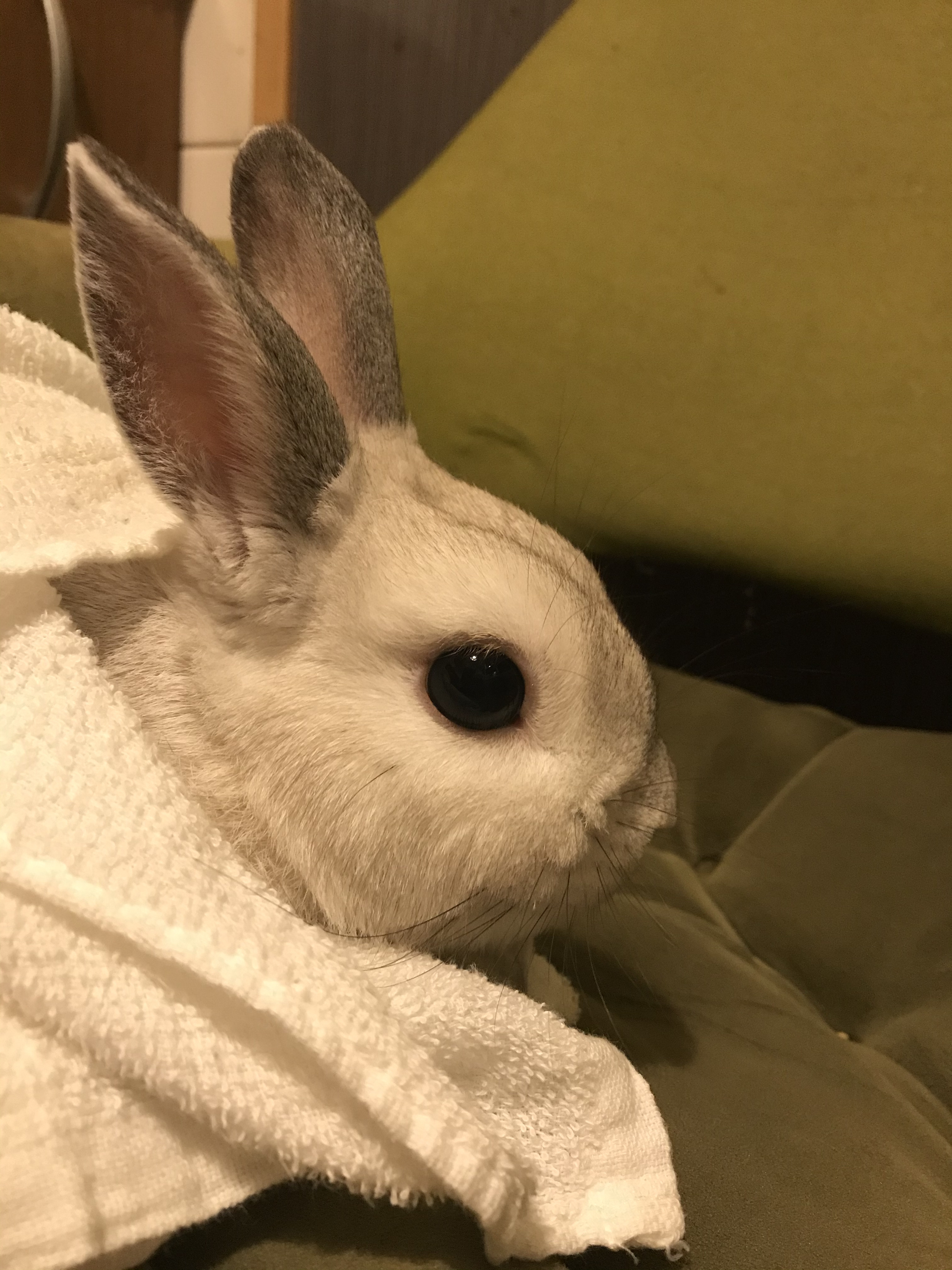 ＊＊＊っ払いでつ！