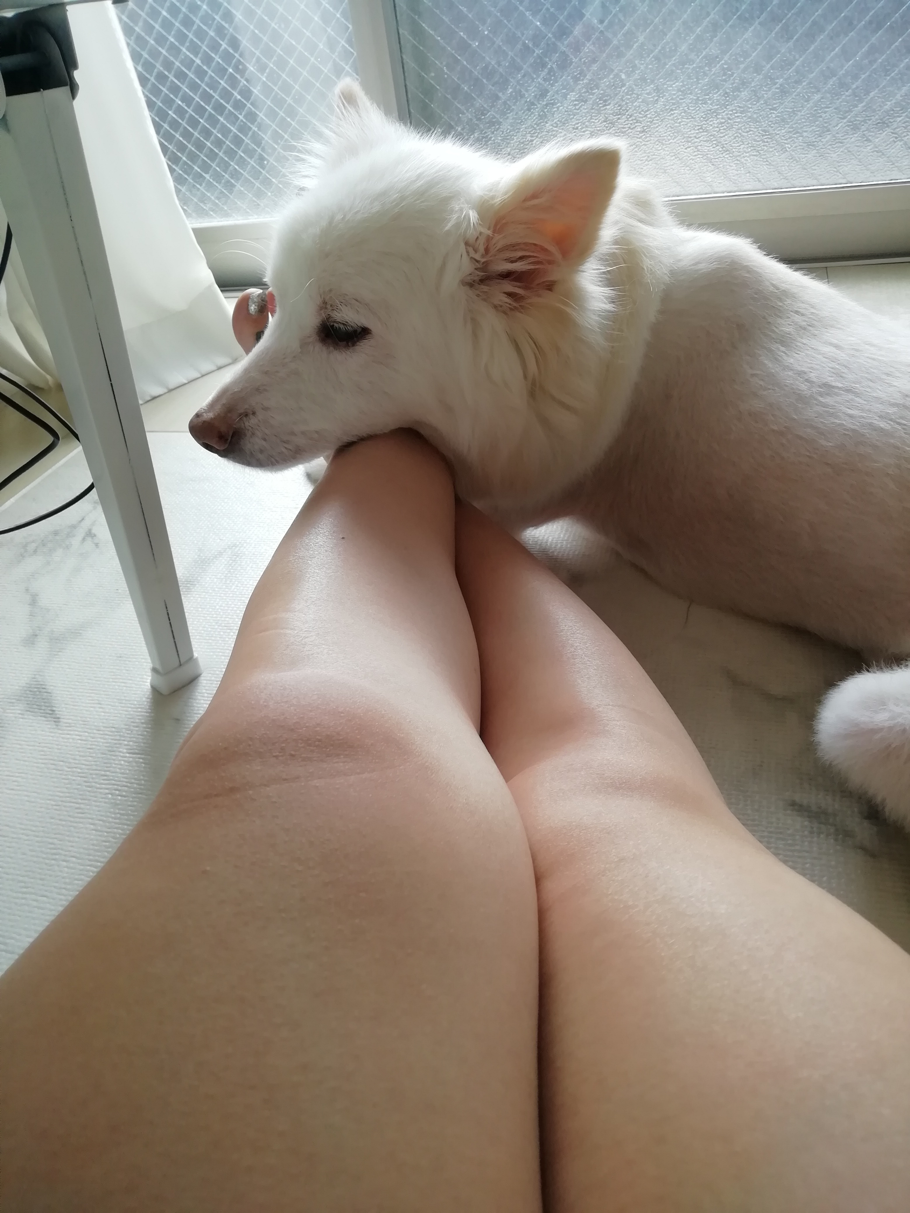 くつろぎわんちゃん